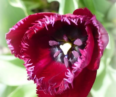 purple tulip